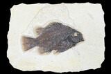 Fossil Fish (Cockerellites) - Green River Formation #179211-1